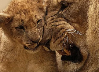 Background: il veterinario