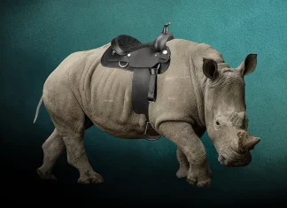 Druido Cavalcatura, una build insolita per giocatori affiatati Druido Cavalcatura, una build insolita per giocatori affiatati