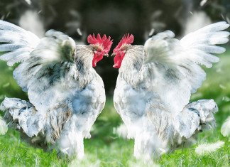 Conflitti tra giocatori di ruolo, come sopravvivere serenamente conflitti tra giocatori