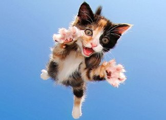 Sorpresa e Round di Sorpresa, come funziona in D&D 5e sorpresa gatto