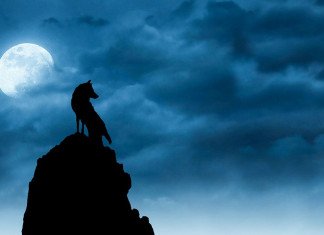 Archetipo del Branco dei Lupi, nuova sottoclasse per Ranger (JtR) Archetipo del Branco dei Lupi