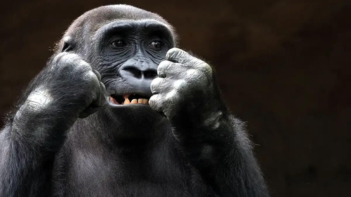 Evoca animali, breve guida alla scelta degli animali da evocare