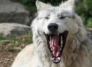 Druido, seconda versione (One D&D) Il Druido di One D&D, versione 2